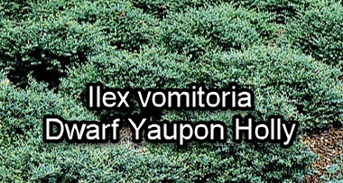 Dwarf Yaupon Holly